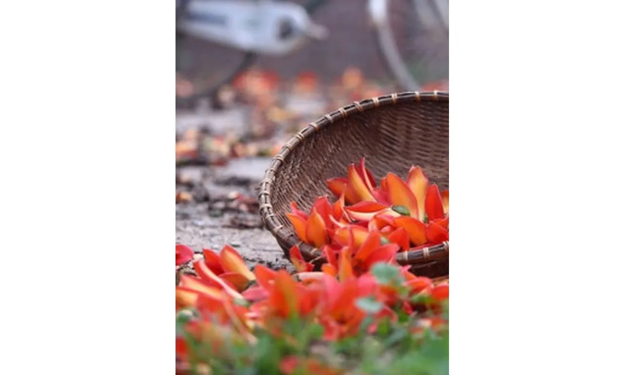 Hoa Gạo Rụng – Y Ban