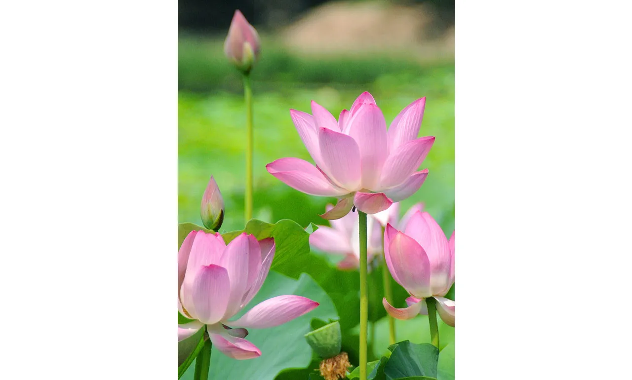Tình Đời Ý Đạo – HT Thích Hộ Giác