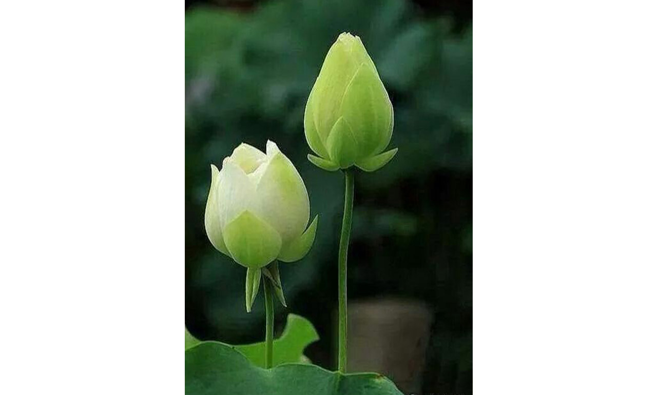 Từng Bước An Vui – Thích Thông Phương