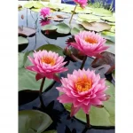 Thơ Bông Súng – Huỳnh Trung Hiếu