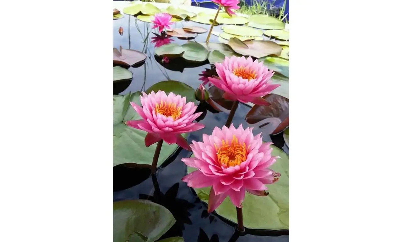 Thơ Bông Súng – Huỳnh Trung Hiếu