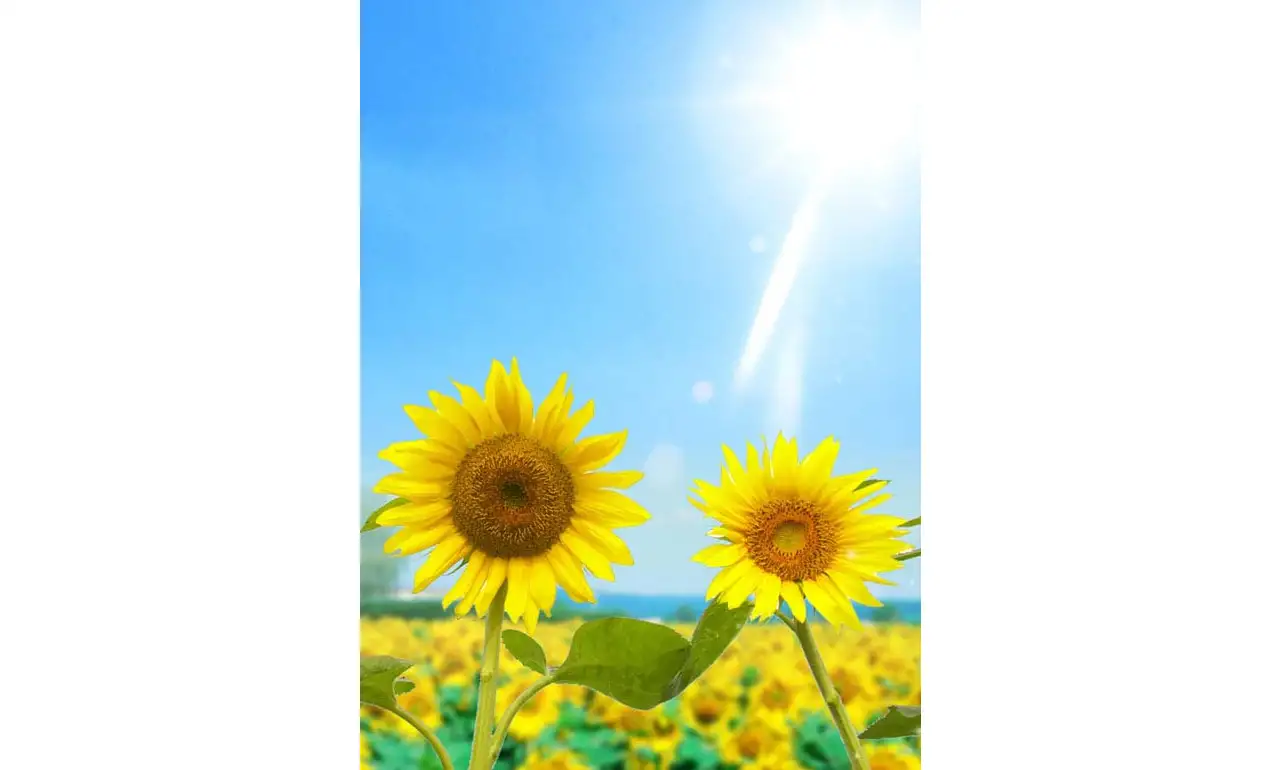 Hướng Dương về với mặt trời