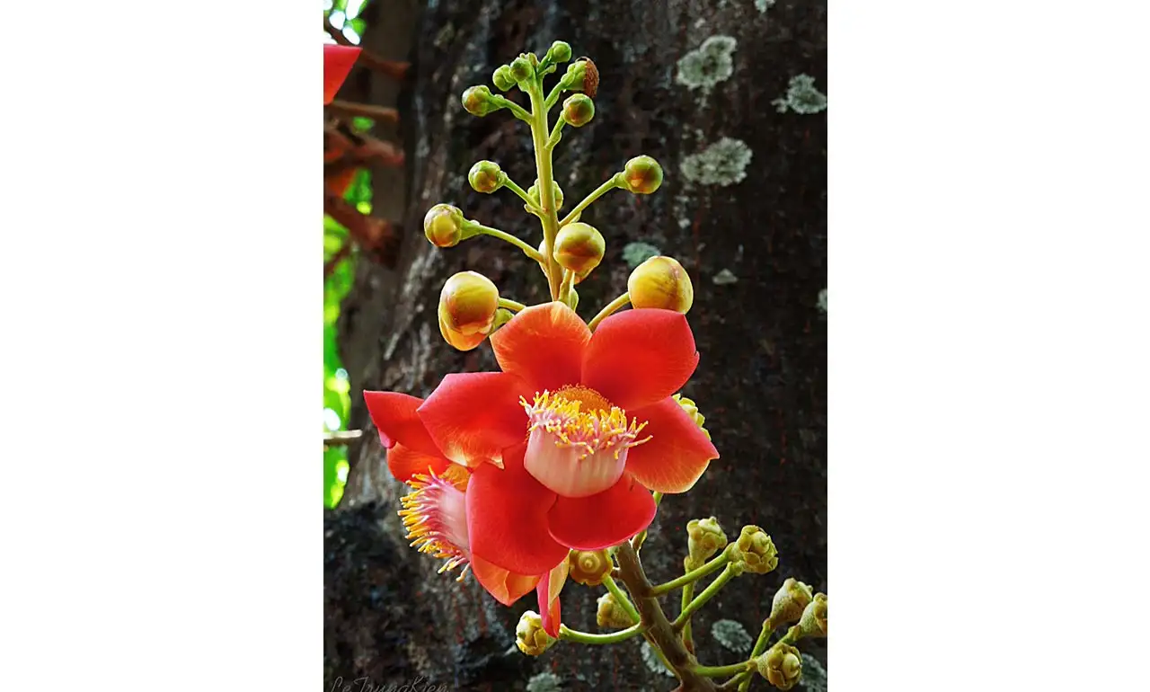 Lời Hoa – TT. Thích Chân Tính