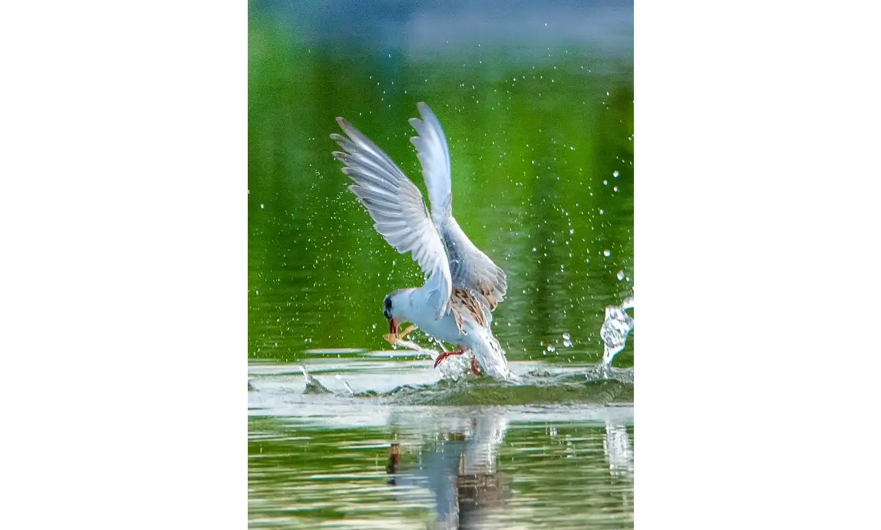 Mây Trời Và Rong Biển – Sơn Nam