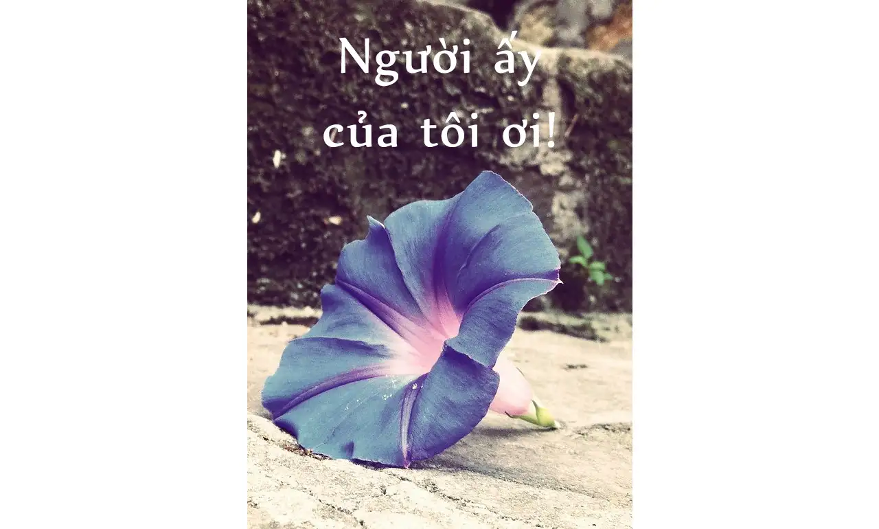 Người Ấy Của Tôi Ơi