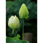 Từng Bước An Vui – Thích Thông Phương
